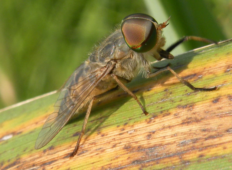 Tabanus autumnalis?